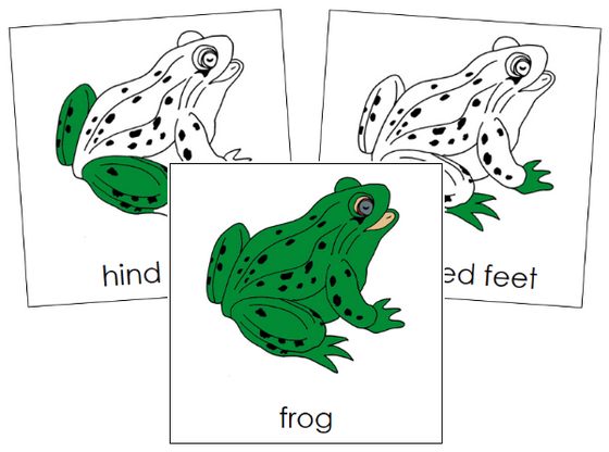 Parts of a Frog 3-Part Nomenclature Cards - Montessori Print Shop Digital Download