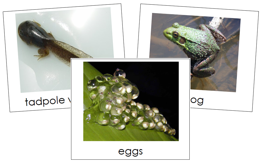 Frog Life Cycle Cards Toddler  Cards - Montessori Print Shop Digital Download
