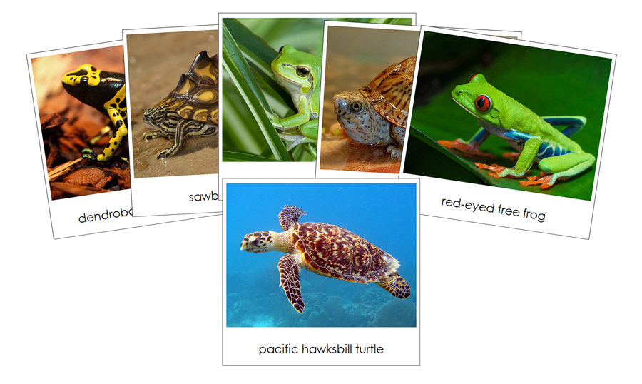Frogs & Turtles - Safari Toob Cards - Montessori Print Shop Digital Download