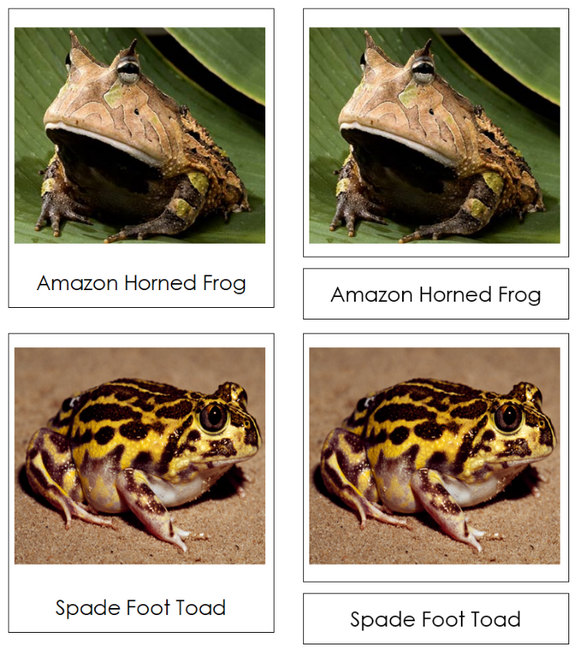 Types of Frogs & Toads Classified Cards - Montessori Print Shop Digital Download