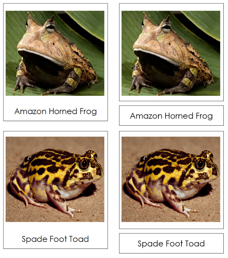 Types of Frogs & Toads 3-Part Classified Cards - Montessori Print Shop Digital Download