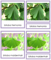 Ginkgophyta Plants - Montessori Print Shop