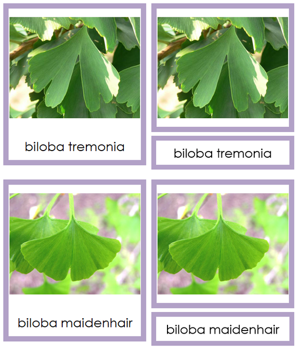 Division Ginkgophyta Cards - Montessori Print Shop