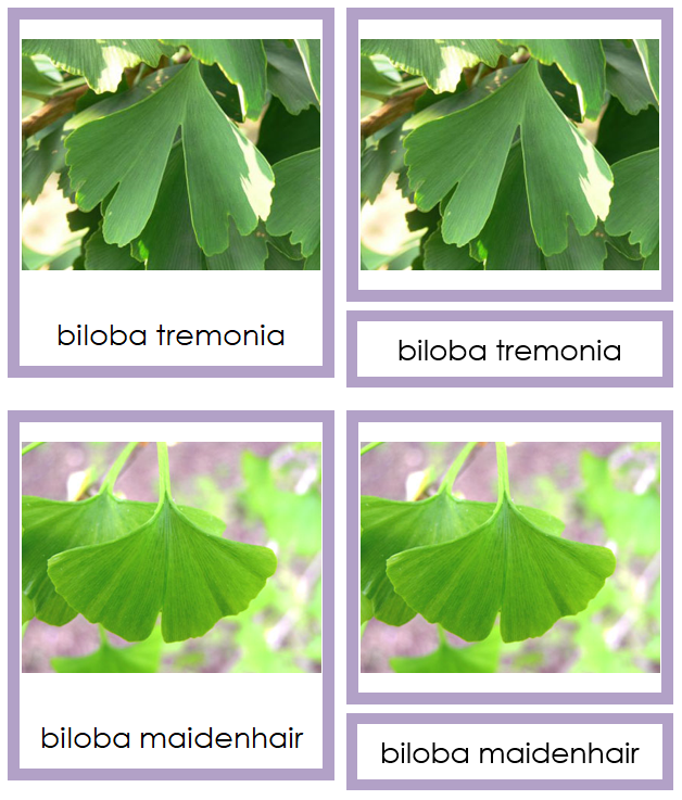 8 types of Ginkgophyta (ginkgo) - Montessori Print Shop Digital Download