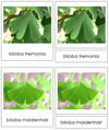 8 types of Ginkgophyta (ginkgo) - Montessori Print Shop