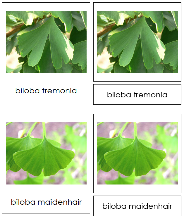 8 types of Ginkgophyta (ginkgo) - Montessori Print Shop Digital Download