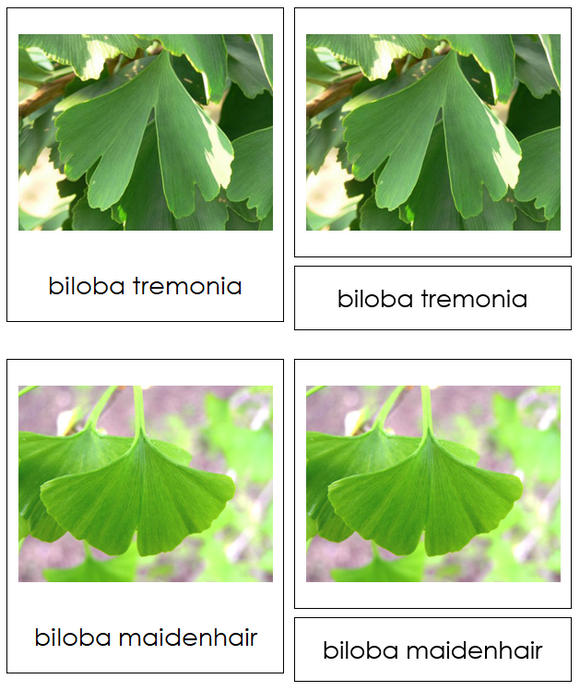 Division Ginkgophyta - Montessori Plant Kingdom Cards