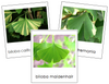 Division Ginkgophyta - Montessori Plant Kingdom Cards