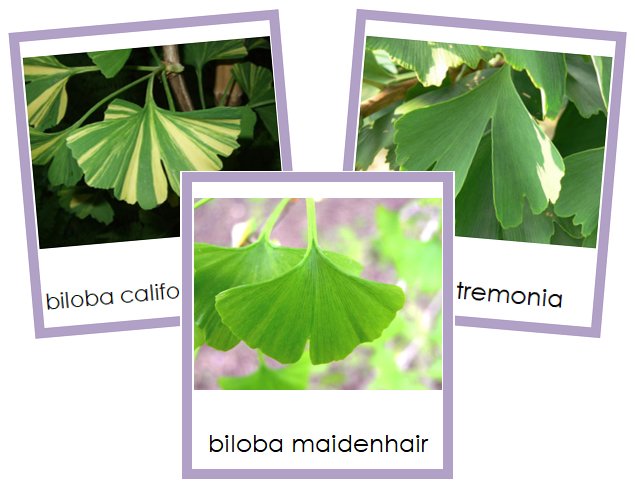 Division Ginkgophyta Cards - Montessori Print Shop Digital Download