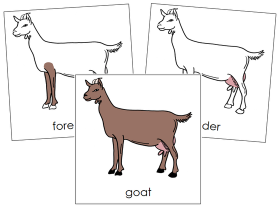 Goat Nomenclature Cards - Montessori Print Shop