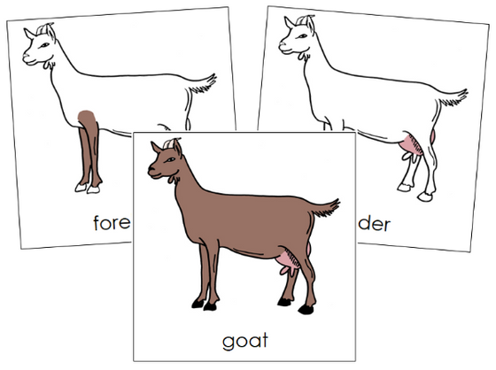 Parts of a Goat 3-Part Nomenclature Cards - Montessori Print Shop Digital Download