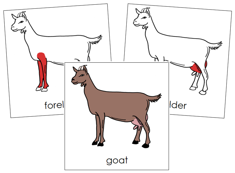 Goat Nomenclature Cards (red) - Montessori Print Shop Digital Download