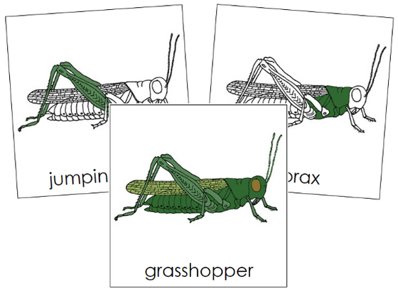 Parts of a Grasshopper 3-Part Nomenclature Cards - Montessori Print Shop Digital Download