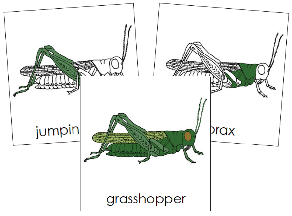 Parts of a Grasshopper 3-Part Nomenclature Cards - Montessori Print Shop Digital Download