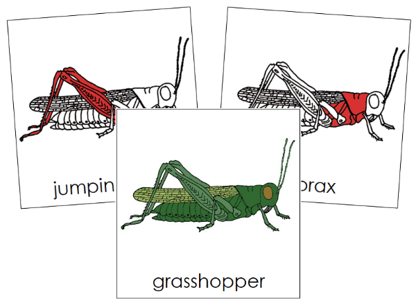 Parts of a Grasshopper Nomenclature Cards (red) - Montessori Print Shop Digital Download