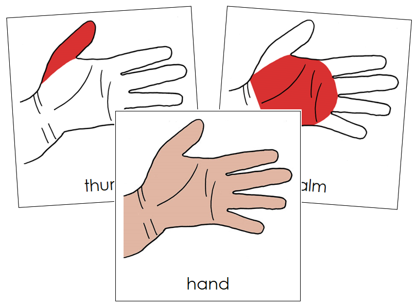 Hand Nomenclature Cards (red) - Montessori Print Shop Digital Download