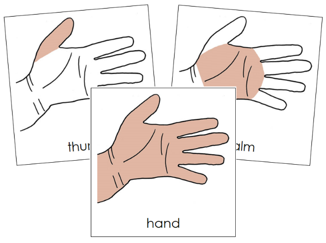 Parts of a Human Hand Nomenclature Cards - Montessori Print Shop Digital Download