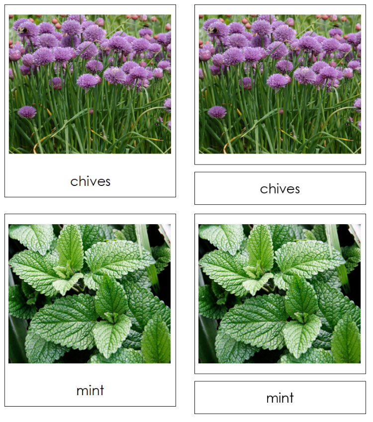 Types of Herbs 3-Part Classified Cards - Montessori Print Shop Digital Download