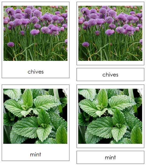 Types of Herbs 3-Part Classified Cards - Montessori Print Shop Digital Download