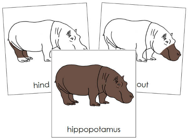 Parts of a Hippopotamus 3-Part Nomenclature Cards - Montessori Print Shop Digital Download