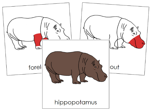 Parts of a Hippopotamus Nomenclature Cards (red) - Montessori Print Shop Digital Download