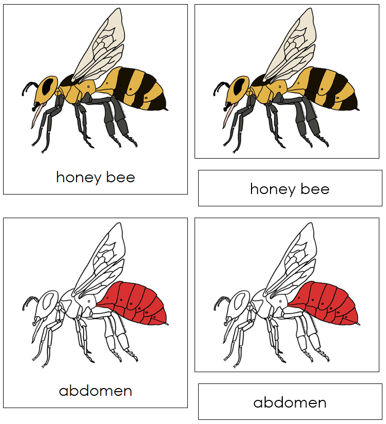 Honey Bee Nomenclature 3-Part Cards (red) - Montessori Print Shop