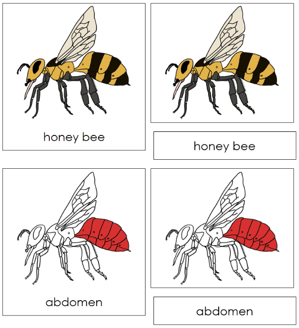 Parts of a Honey Bee 3-Part Nomenclature Cards (red)- Montessori Print Shop Digital Download