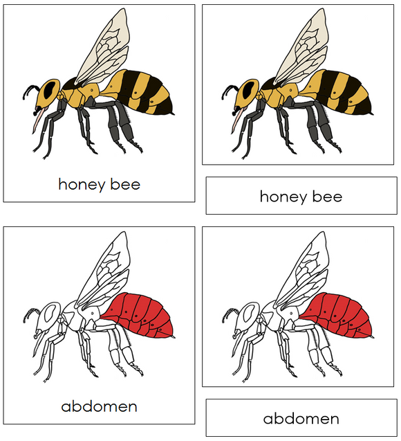 Honey Bee Nomenclature Cards (red) - Montessori Print Shop