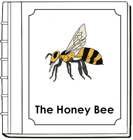 Parts of a Honey Bee Nomenclature Book - Montessori Print Shop Digital Download