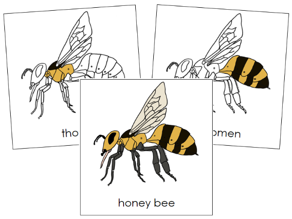 Parts of a Honey Bee 3-Part Nomenclature Cards - Montessori Print Shop Digital Download