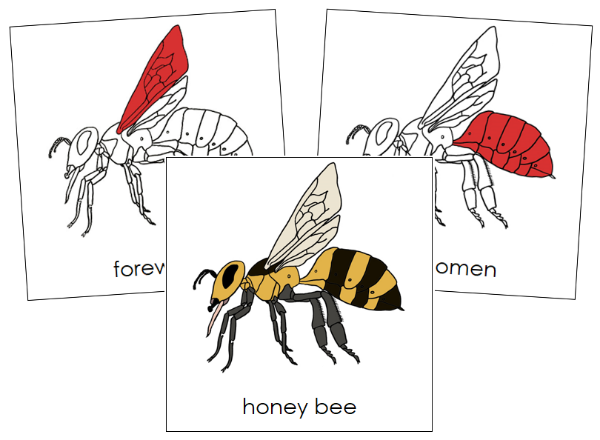 Parts of a Honey Bee 3-Part Nomenclature Cards (red)- Montessori Print Shop Digital Download
