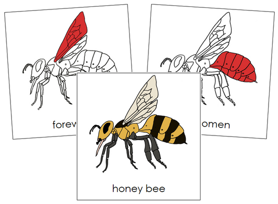 Honey Bee Nomenclature Cards (red) - Montessori Print Shop