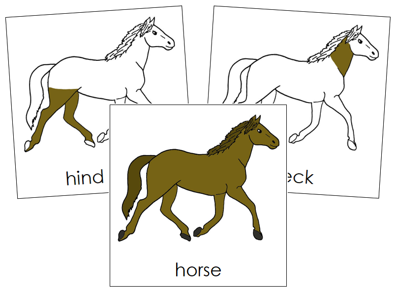 Parts of a Horse 3-Part Nomenclature Cards - Montessori Print Shop Digital Download