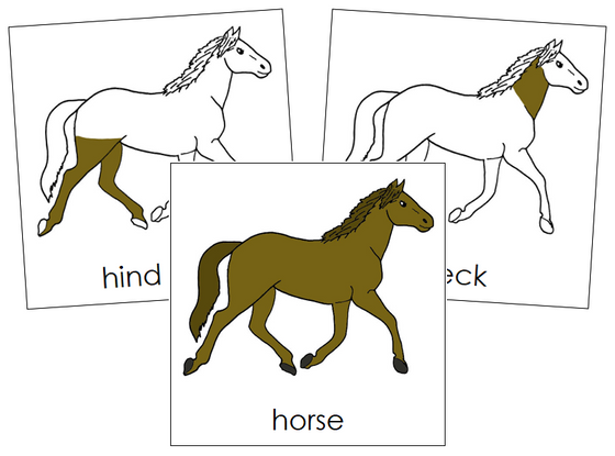 Parts of a Horse 3-Part Nomenclature Cards - Montessori Print Shop Digital Download