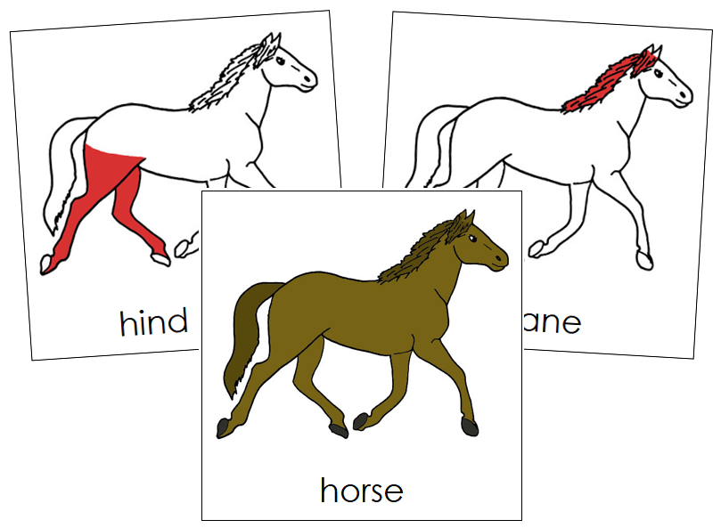 Horse Nomenclature Cards (red) - Montessori Print Shop Digital Download