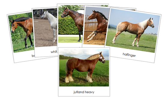 Horses Safari Toob Cards - Montessori Print Shop Digital Download