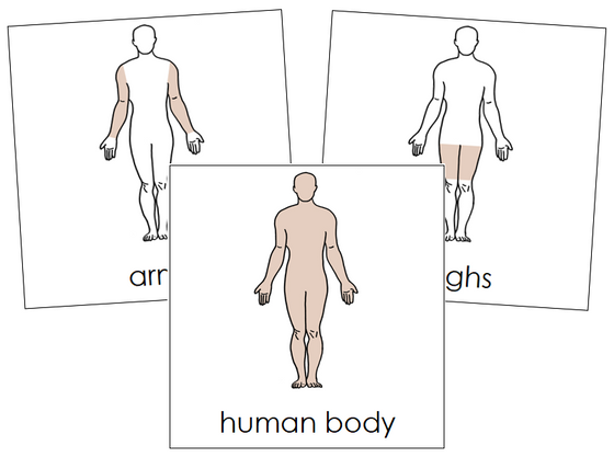 Human Body Nomenclature Cards - Montessori Print Shop