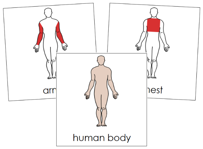 Parts of a Human Body Nomenclature Cards (red) -- Montessori Print Shop Digital Download