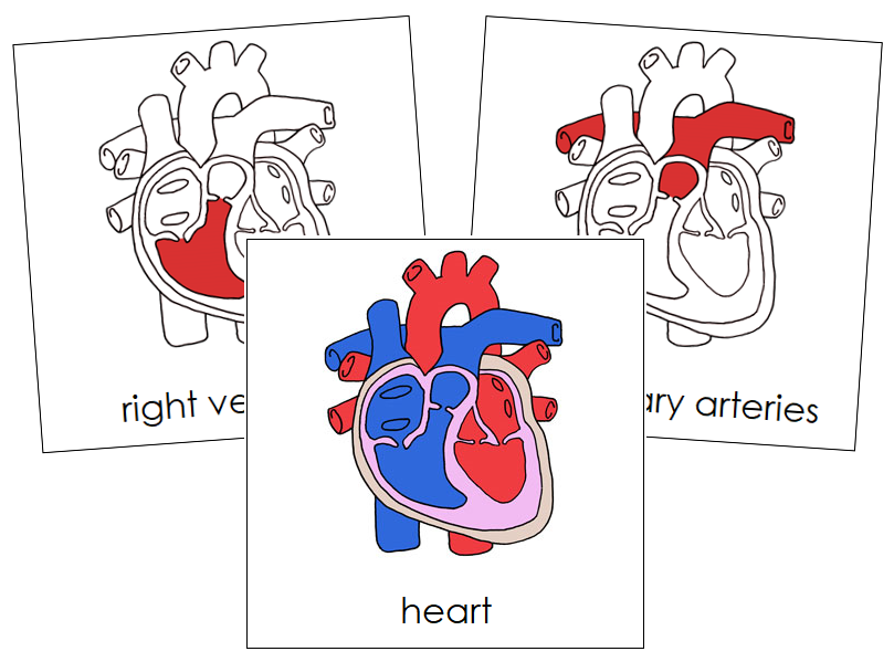 Human Heart Nomenclature - Cards (red)