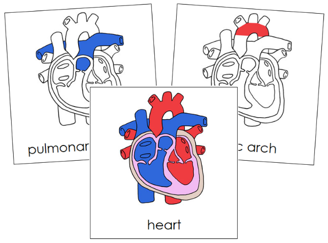 Parts of a Human Heart Nomenclature Cards - Montessori Print Shop Digital Download