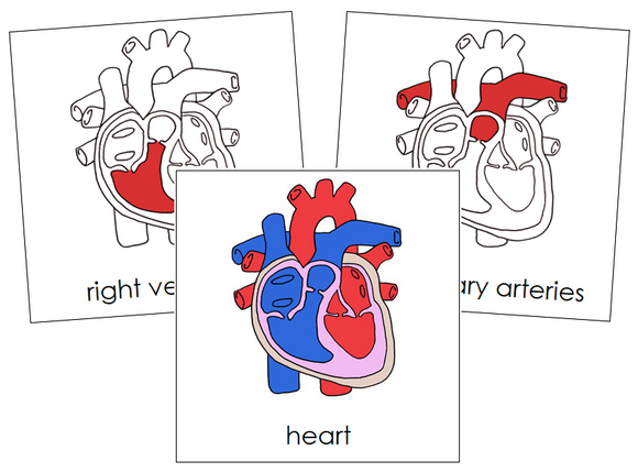 Human Heart Nomenclature 3-Part Cards (red) - Montessori Print Shop