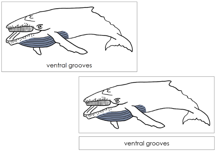 Parts of a Humpback Whale 3-Part Nomenclature Cards - Montessori Print Shop Digital Download