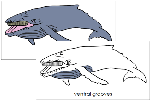 Parts of a Humpback Whale 3-Part Nomenclature Cards - Montessori Print Shop Digital Download