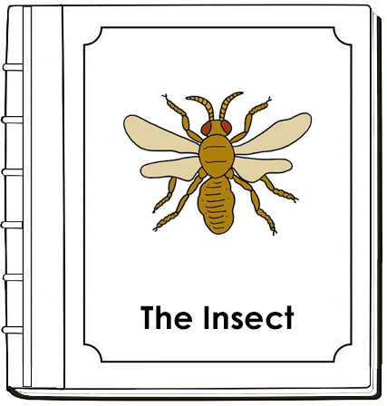 Parts of an Insect Nomenclature Book - Montessori Print Shop Digital Download