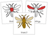 Insect Nomenclature Cards (red) - Montessori Print Shop