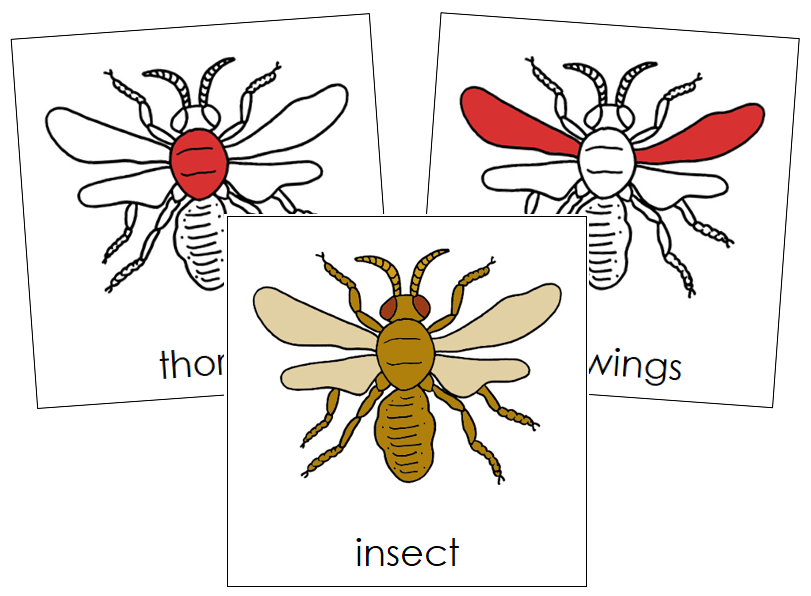 Insect Nomenclature Cards (red) - Montessori Print Shop Digital Download