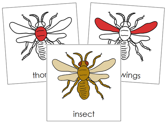 Insect Nomenclature Cards (red) - Montessori Print Shop