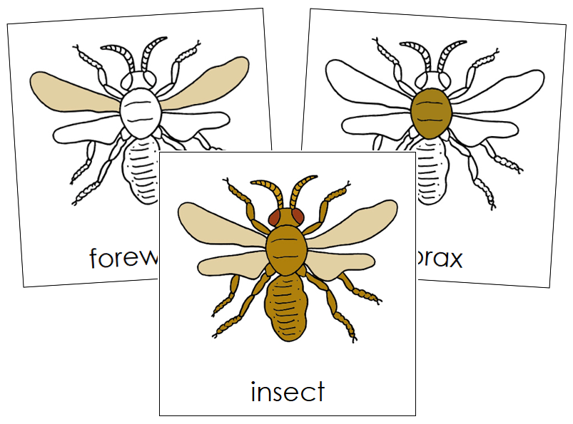 Parts of an Insect Nomenclature 3-Part Cards - Montessori Print Shop Digital Download