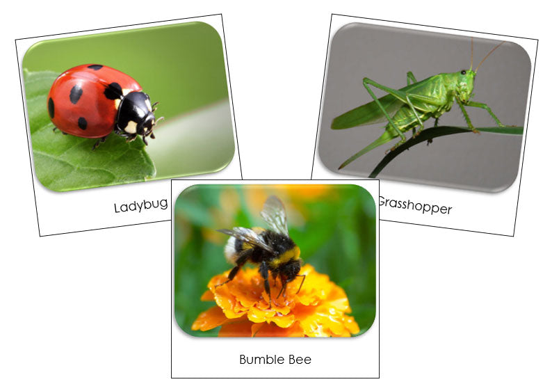 Insects Safari Toob Cards - Montessori Print Shop