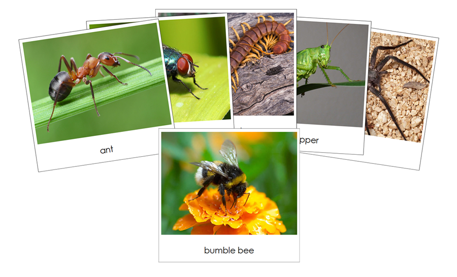 Insects Safari Toob 3-Part Cards - Montessori Print Shop Digital Download